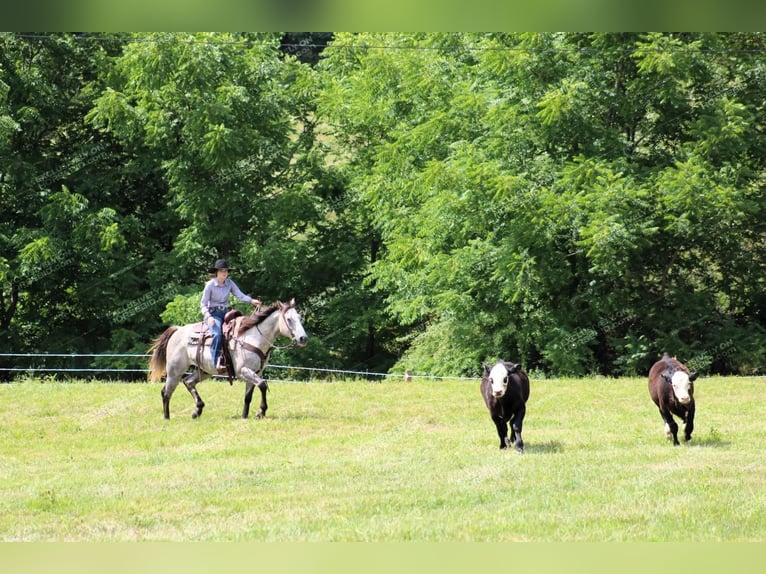 American Quarter Horse Castrone 7 Anni 155 cm Grigio in Clarion, PA