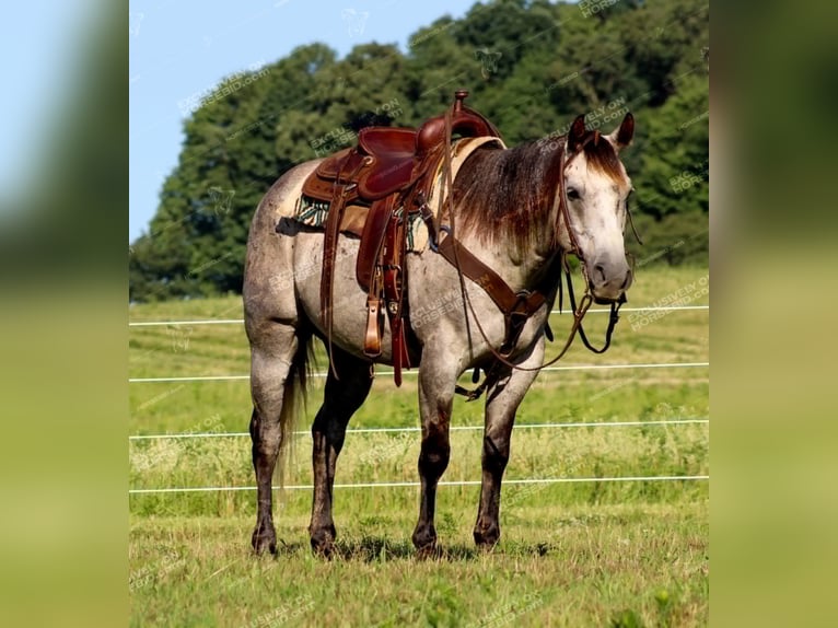 American Quarter Horse Castrone 7 Anni 155 cm Grigio in Clarion, PA