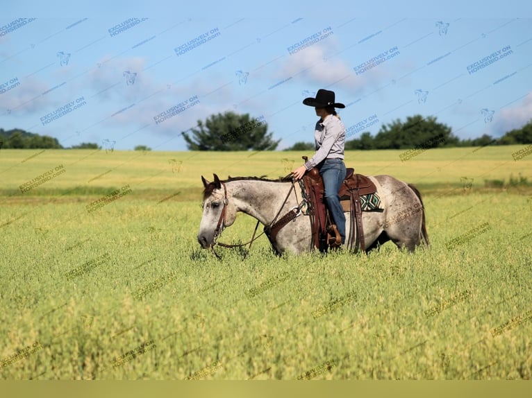 American Quarter Horse Castrone 7 Anni 155 cm Grigio in Clarion, PA