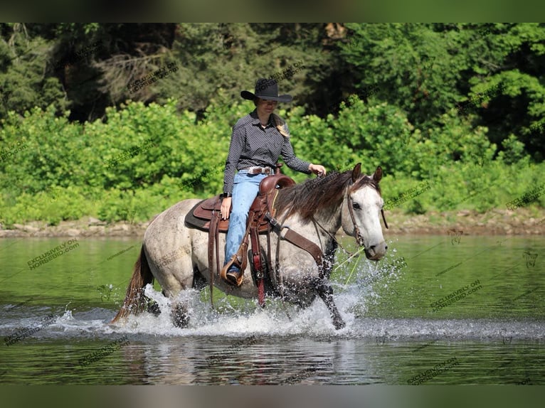 American Quarter Horse Castrone 7 Anni 155 cm Grigio in Clarion, PA