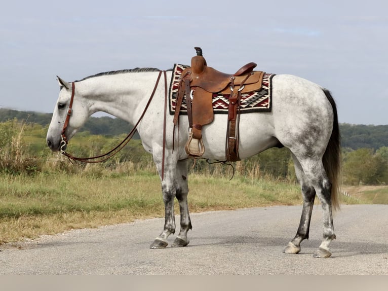 American Quarter Horse Castrone 7 Anni 155 cm Grigio in Mount Vernon, MO