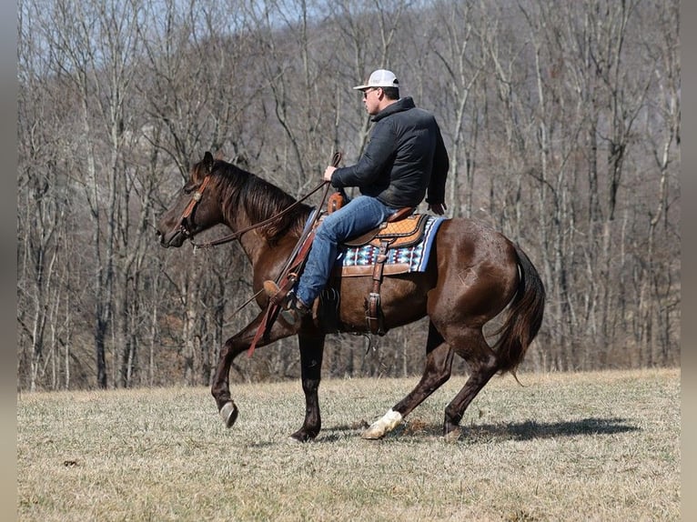 American Quarter Horse Castrone 7 Anni 155 cm Grullo in Level Green Ky