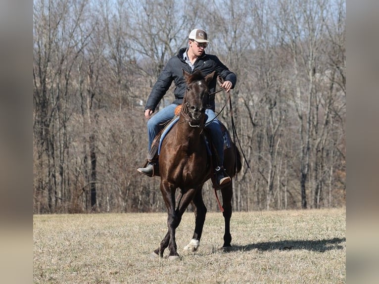 American Quarter Horse Castrone 7 Anni 155 cm Grullo in Level Green Ky