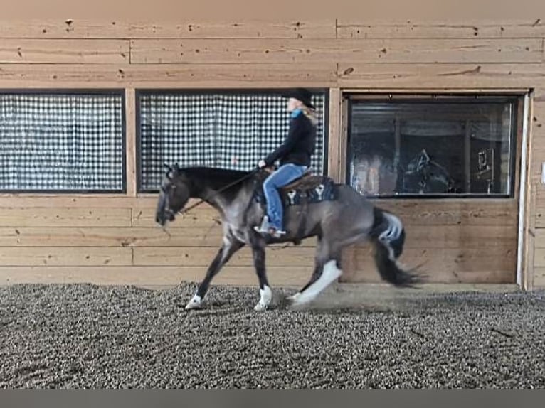 American Quarter Horse Castrone 7 Anni 155 cm Grullo in Winchester OH