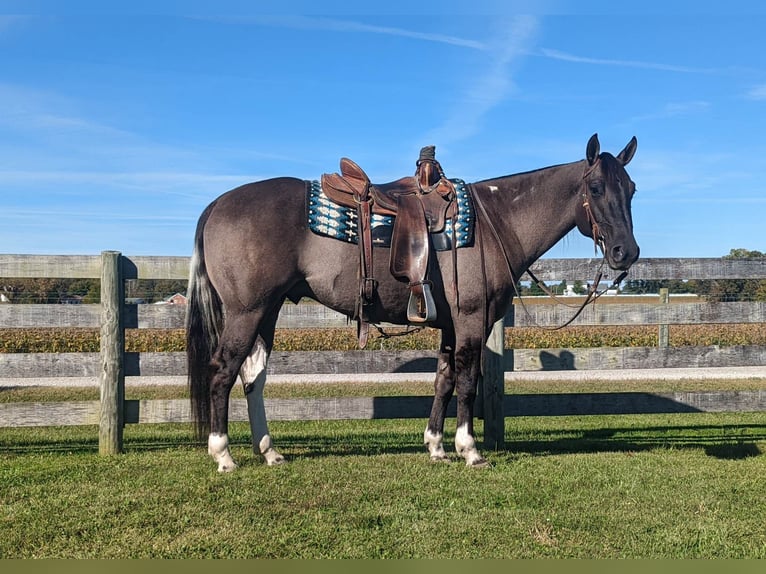 American Quarter Horse Castrone 7 Anni 155 cm Grullo in Winchester OH