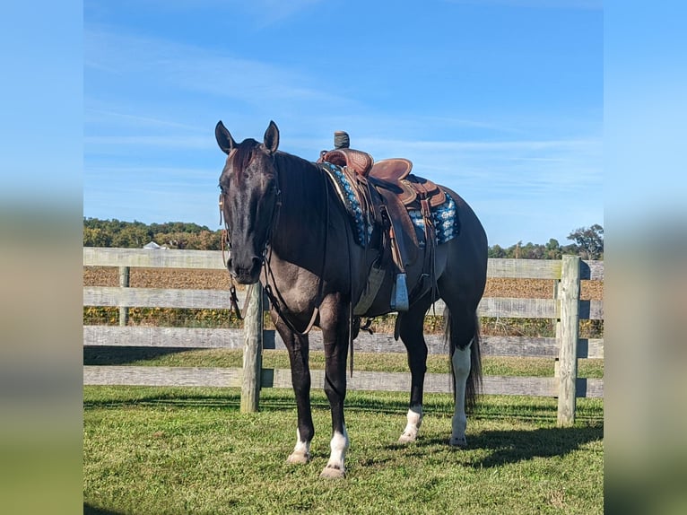 American Quarter Horse Castrone 7 Anni 155 cm Grullo in Winchester OH