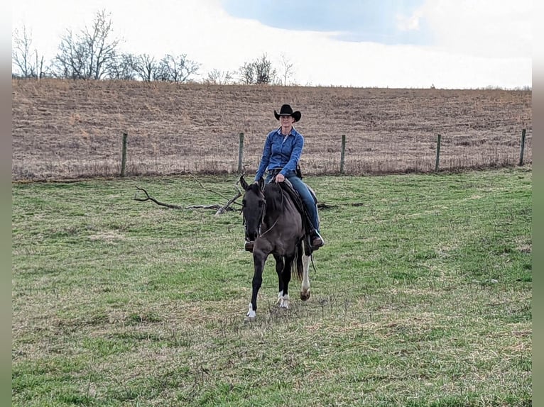 American Quarter Horse Castrone 7 Anni 155 cm Grullo in Winchester OH