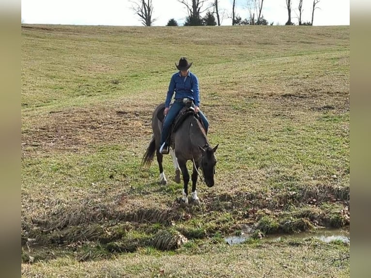 American Quarter Horse Castrone 7 Anni 155 cm Grullo in Winchester OH