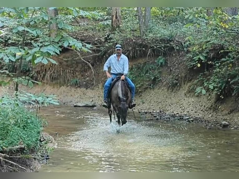 American Quarter Horse Castrone 7 Anni 155 cm Grullo in Winchester OH