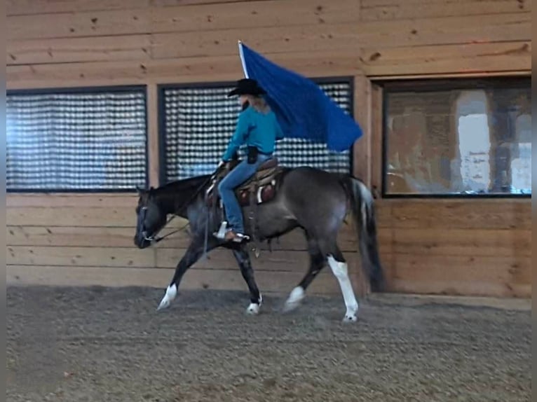 American Quarter Horse Castrone 7 Anni 155 cm Grullo in Winchester OH