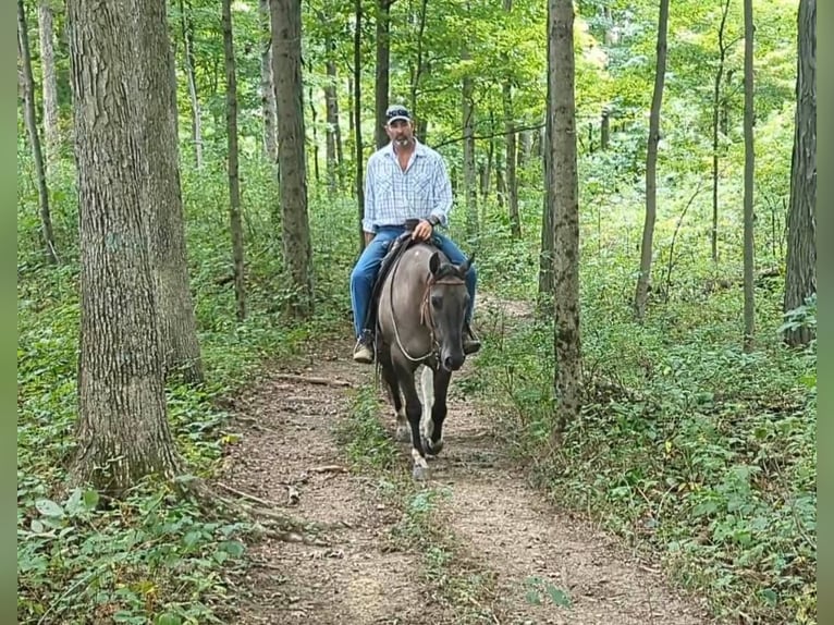 American Quarter Horse Castrone 7 Anni 155 cm Grullo in Winchester OH