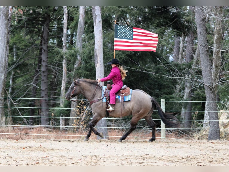 American Quarter Horse Castrone 7 Anni 155 cm Grullo in Clarion