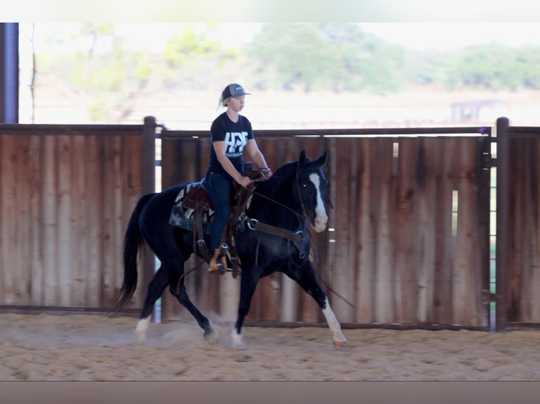 American Quarter Horse Castrone 7 Anni 155 cm Morello in Lipan TX