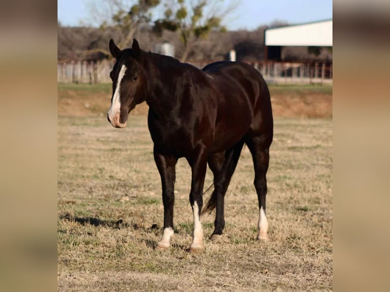 American Quarter Horse Castrone 7 Anni 155 cm Morello in Lipan TX