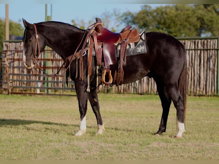 American Quarter Horse Castrone 7 Anni 155 cm Morello in Lipan TX