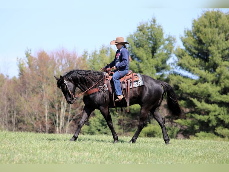 American Quarter Horse Castrone 7 Anni 155 cm Morello in Clarion