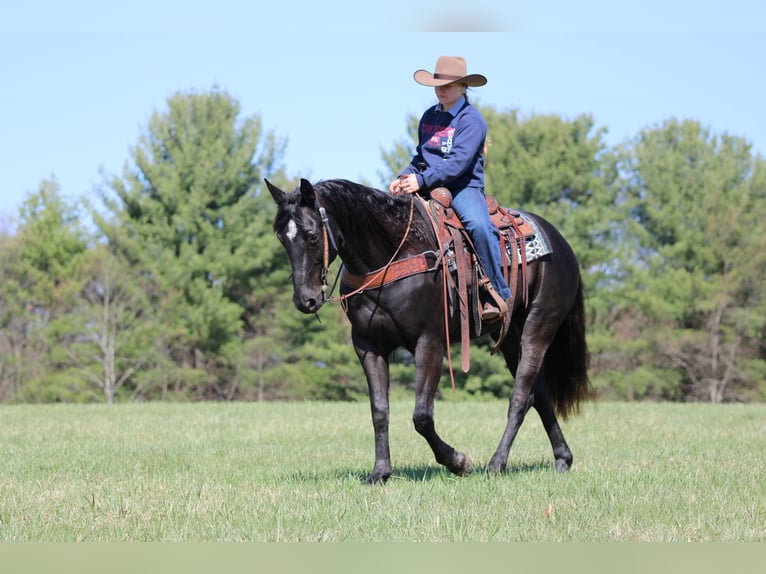 American Quarter Horse Castrone 7 Anni 155 cm Morello in Clarion