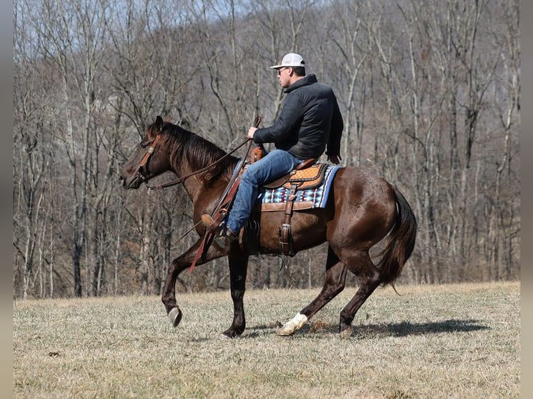 American Quarter Horse Castrone 7 Anni 155 cm Morello in Mount Vernon