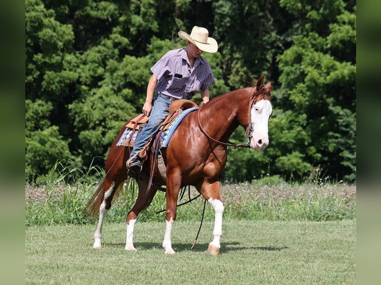 American Quarter Horse Castrone 7 Anni 155 cm Overo-tutti i colori in Level Green Ky