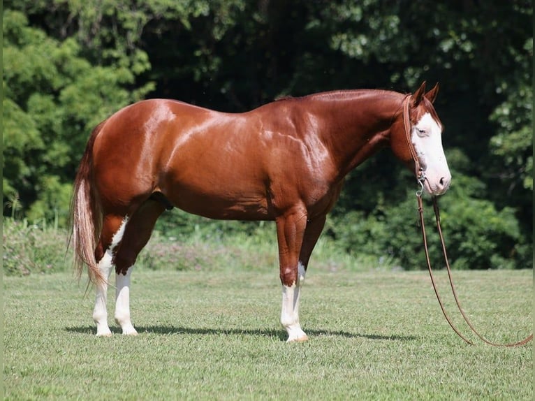 American Quarter Horse Castrone 7 Anni 155 cm Overo-tutti i colori in Level Green Ky