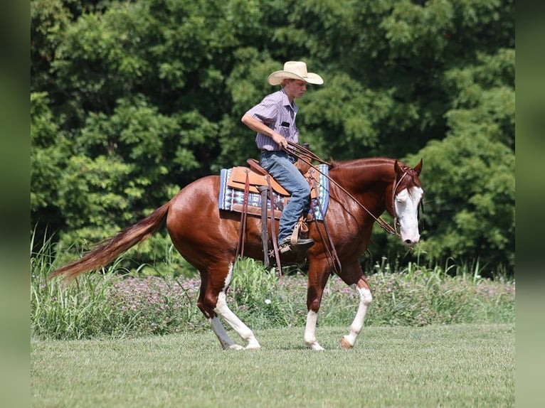 American Quarter Horse Castrone 7 Anni 155 cm Overo-tutti i colori in Level Green Ky