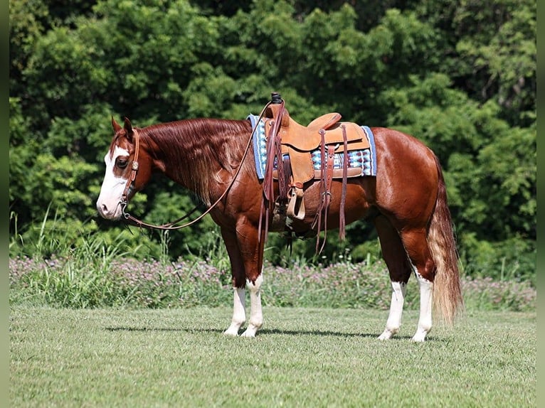 American Quarter Horse Castrone 7 Anni 155 cm Overo-tutti i colori in Level Green Ky