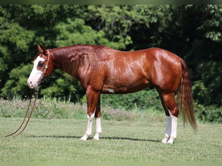 American Quarter Horse Castrone 7 Anni 155 cm Overo-tutti i colori in Level Green Ky