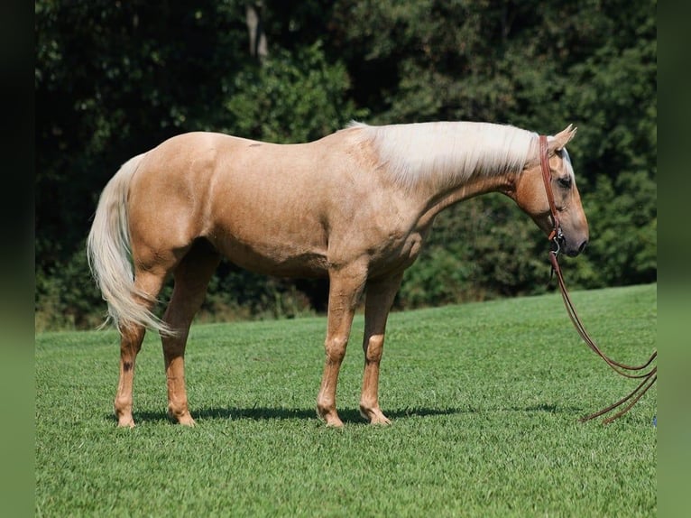 American Quarter Horse Castrone 7 Anni 155 cm Palomino in Brodhead, KY