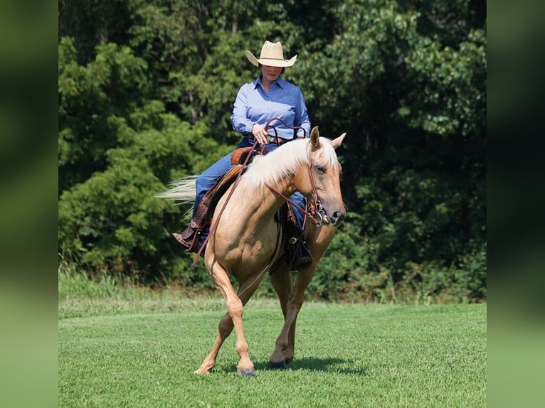 American Quarter Horse Castrone 7 Anni 155 cm Palomino in Brodhead, KY