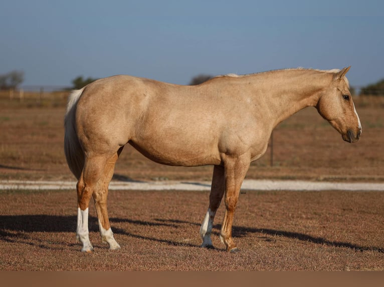 American Quarter Horse Castrone 7 Anni 155 cm Palomino in Granbury TX