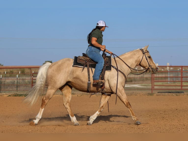 American Quarter Horse Castrone 7 Anni 155 cm Palomino in Granbury TX