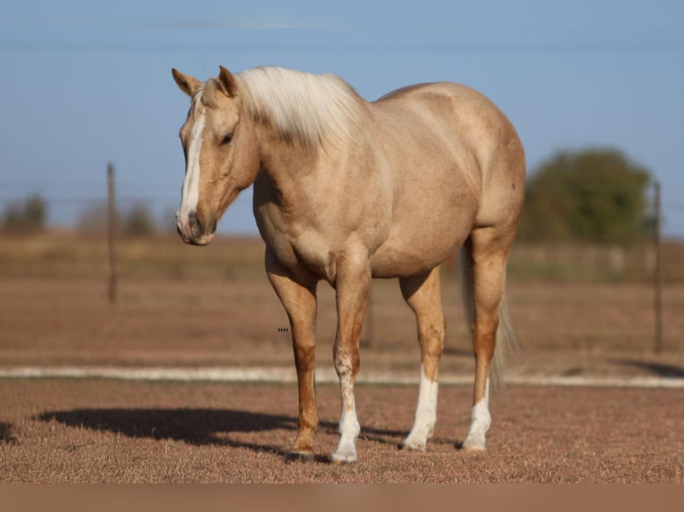 American Quarter Horse Castrone 7 Anni 155 cm Palomino in Granbury TX