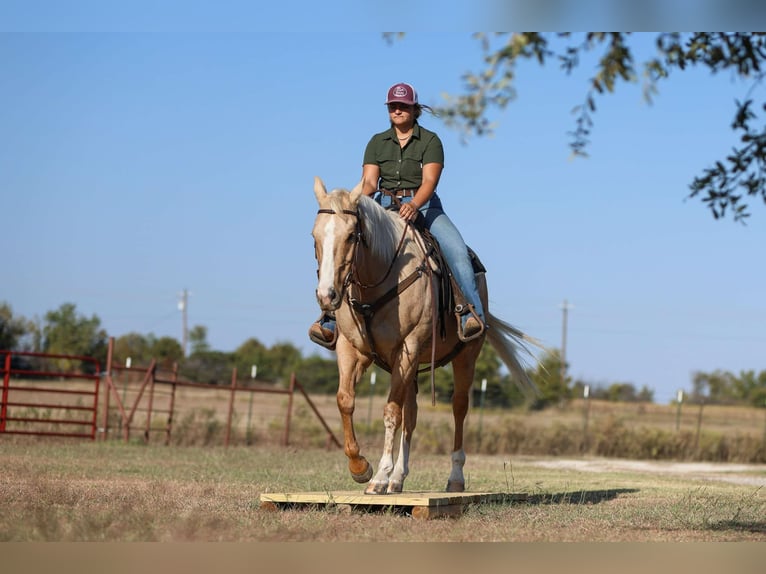 American Quarter Horse Castrone 7 Anni 155 cm Palomino in Granbury TX