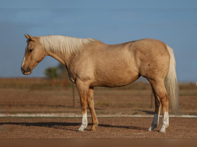 American Quarter Horse Castrone 7 Anni 155 cm Palomino in Granbury TX