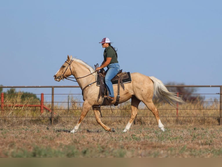 American Quarter Horse Castrone 7 Anni 155 cm Palomino in Granbury TX