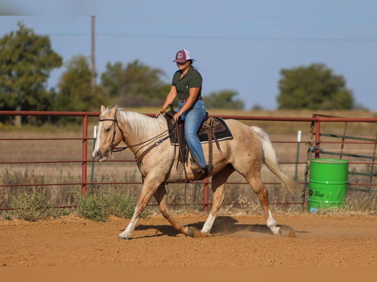 American Quarter Horse Castrone 7 Anni 155 cm Palomino in Granbury TX