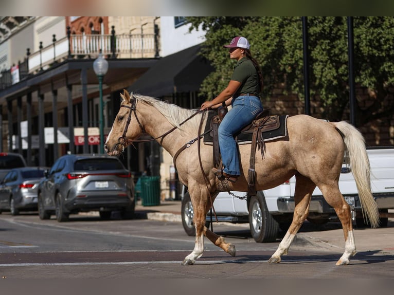 American Quarter Horse Castrone 7 Anni 155 cm Palomino in Granbury TX