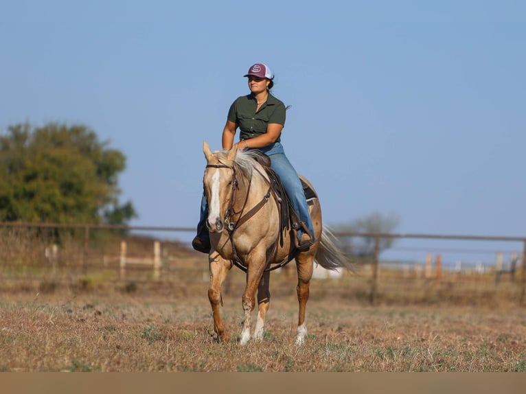 American Quarter Horse Castrone 7 Anni 155 cm Palomino in Granbury TX