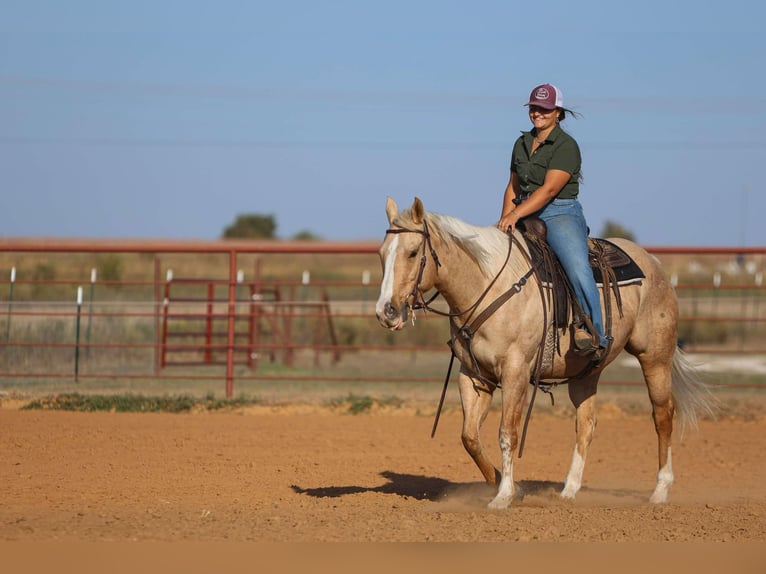 American Quarter Horse Castrone 7 Anni 155 cm Palomino in Granbury TX