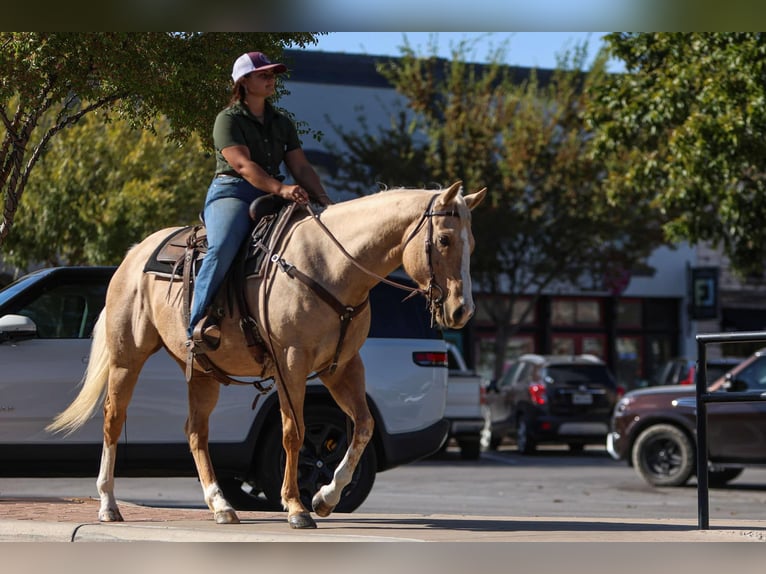 American Quarter Horse Castrone 7 Anni 155 cm Palomino in Granbury TX