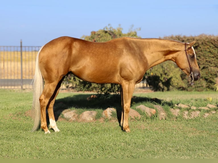 American Quarter Horse Castrone 7 Anni 155 cm Palomino in Pleasant Grove CA