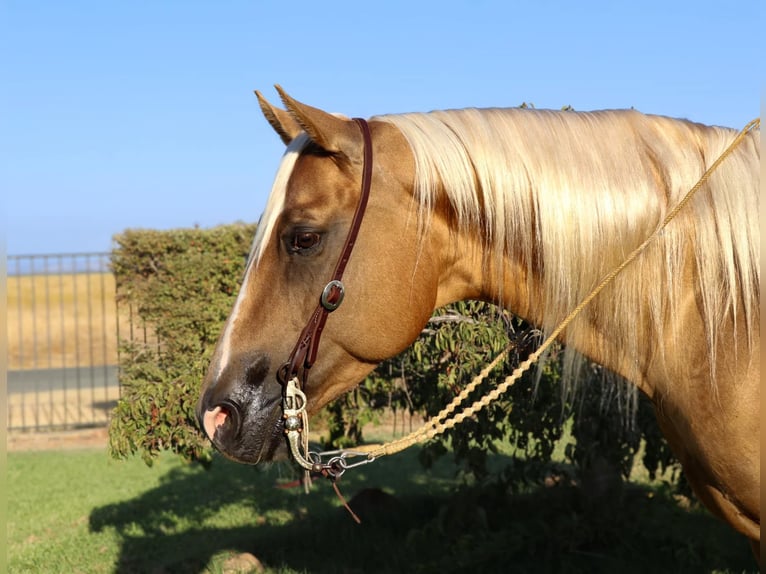 American Quarter Horse Castrone 7 Anni 155 cm Palomino in Pleasant Grove CA