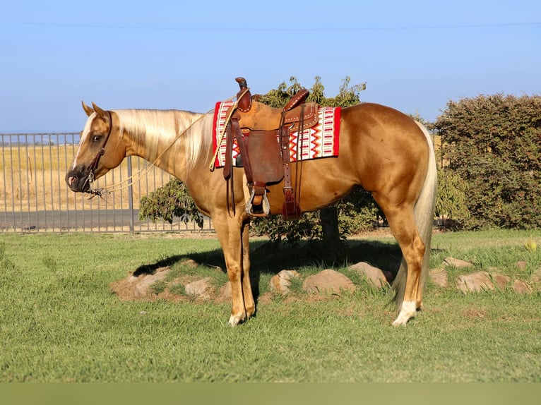 American Quarter Horse Castrone 7 Anni 155 cm Palomino in Pleasant Grove CA