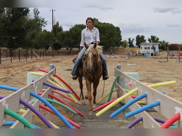 American Quarter Horse Castrone 7 Anni 155 cm Palomino in Pleasant Grove CA