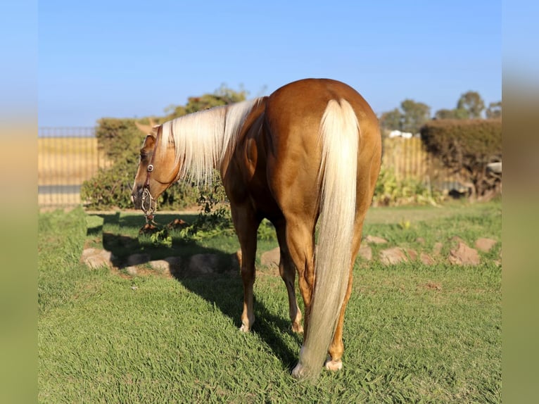 American Quarter Horse Castrone 7 Anni 155 cm Palomino in Pleasant Grove CA