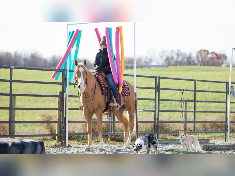 American Quarter Horse Castrone 7 Anni 155 cm Palomino in Fredericksburg, OH