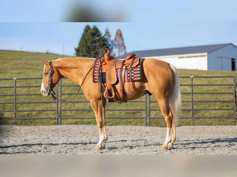 American Quarter Horse Castrone 7 Anni 155 cm Palomino in Fredericksburg, OH