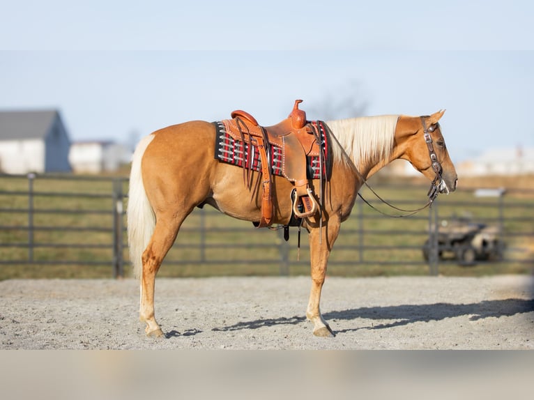 American Quarter Horse Castrone 7 Anni 155 cm Palomino in Fredericksburg, OH