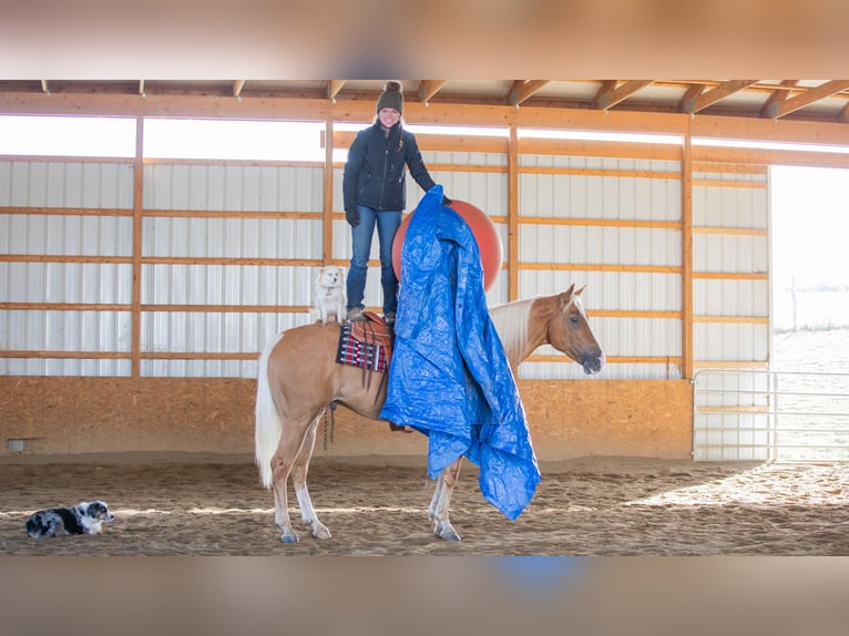 American Quarter Horse Castrone 7 Anni 155 cm Palomino in Fredericksburg, OH