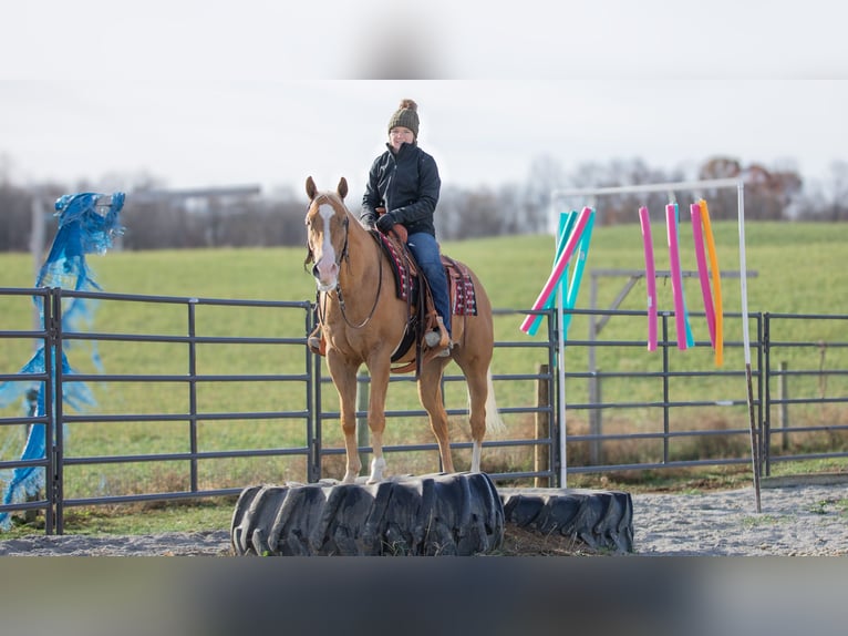 American Quarter Horse Castrone 7 Anni 155 cm Palomino in Fredericksburg, OH